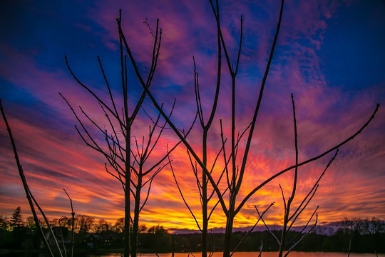 Silhouette of bare tree branches against a brilliantly colored sunset.