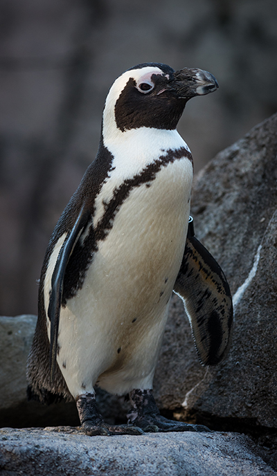 A picture of a penguin at the zoo