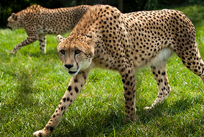 Cheetah at the Pittsburgh Zoo