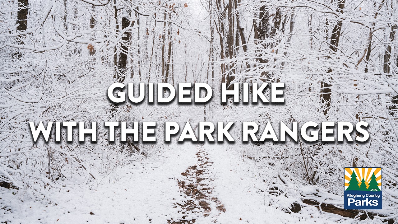 Snow covered trees and trail with text: Guided Hike With The Park Rangers and Allegheny County Parks logo.