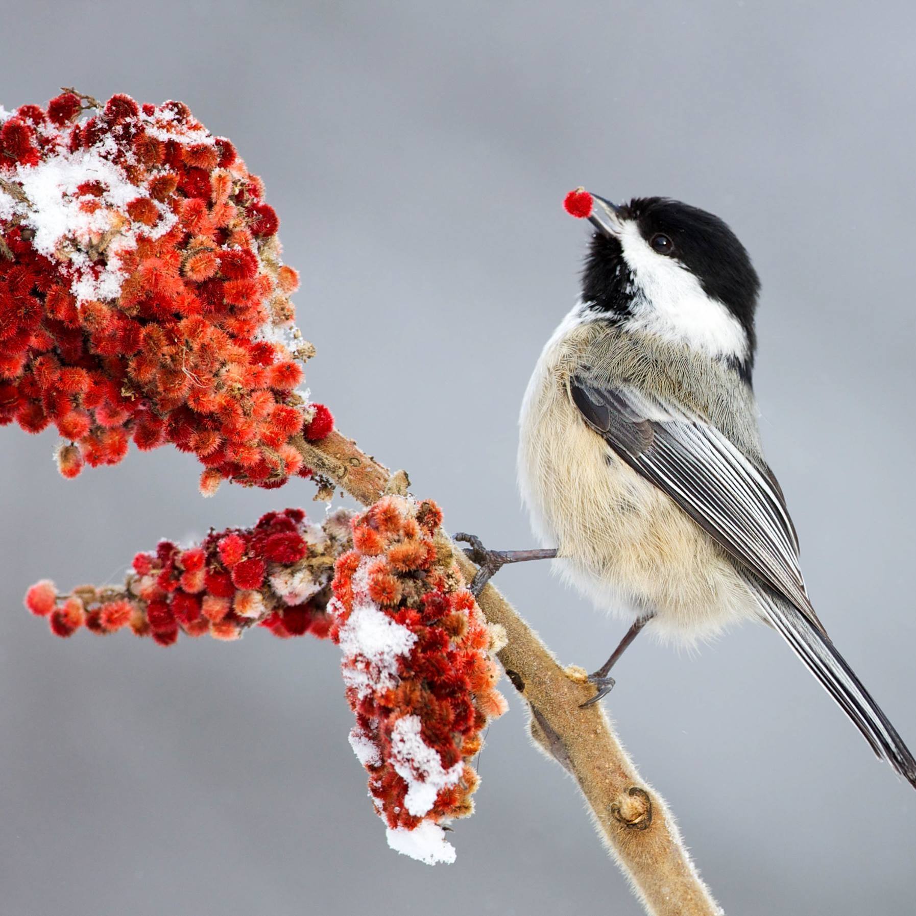 Small standing on a tree branch