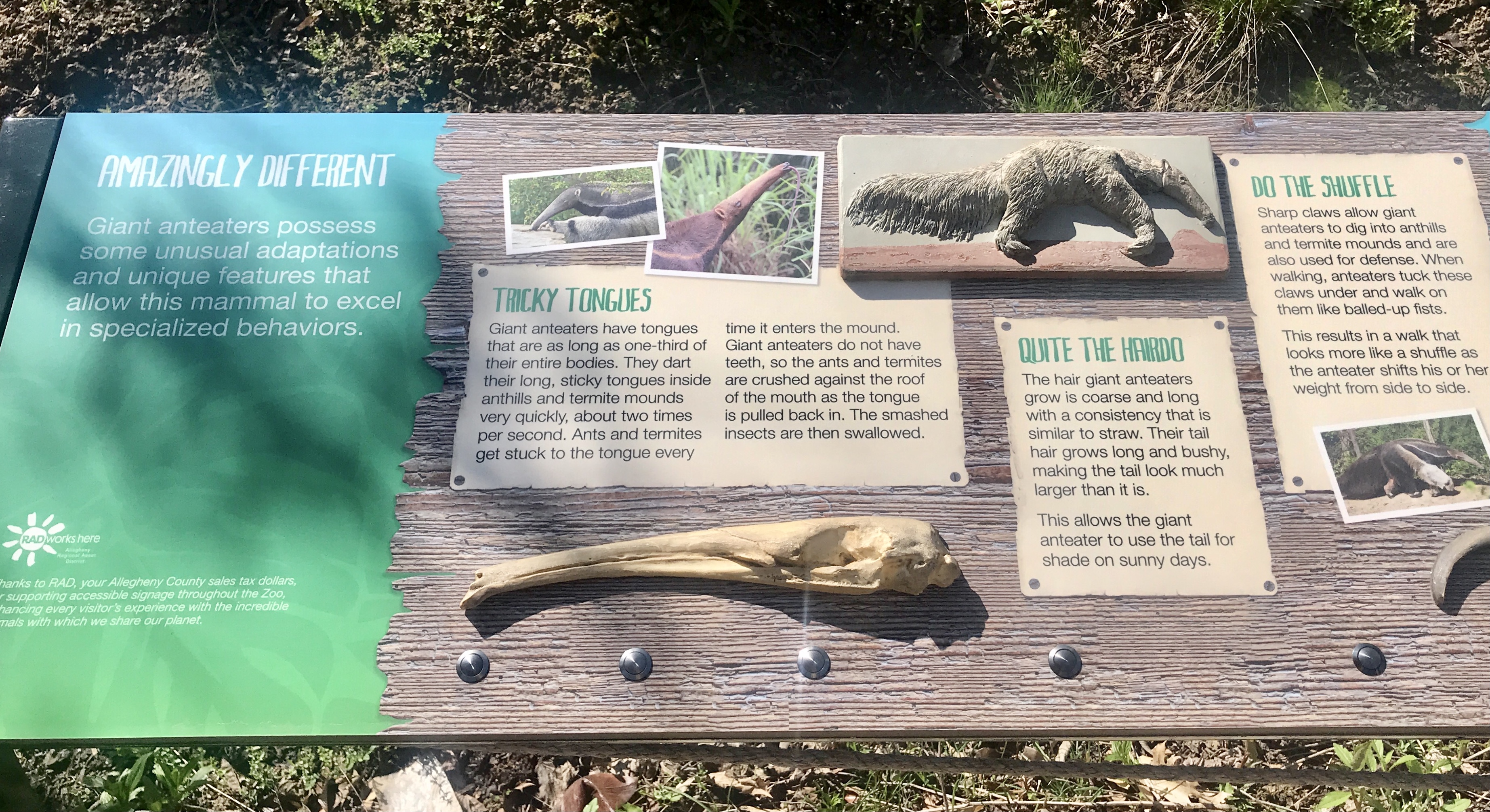 Accessible signage at Pittsburgh Zoo depicting physical representations of facts about anteaters.
