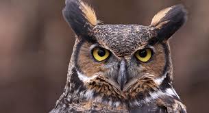 Close up image of an owl.
