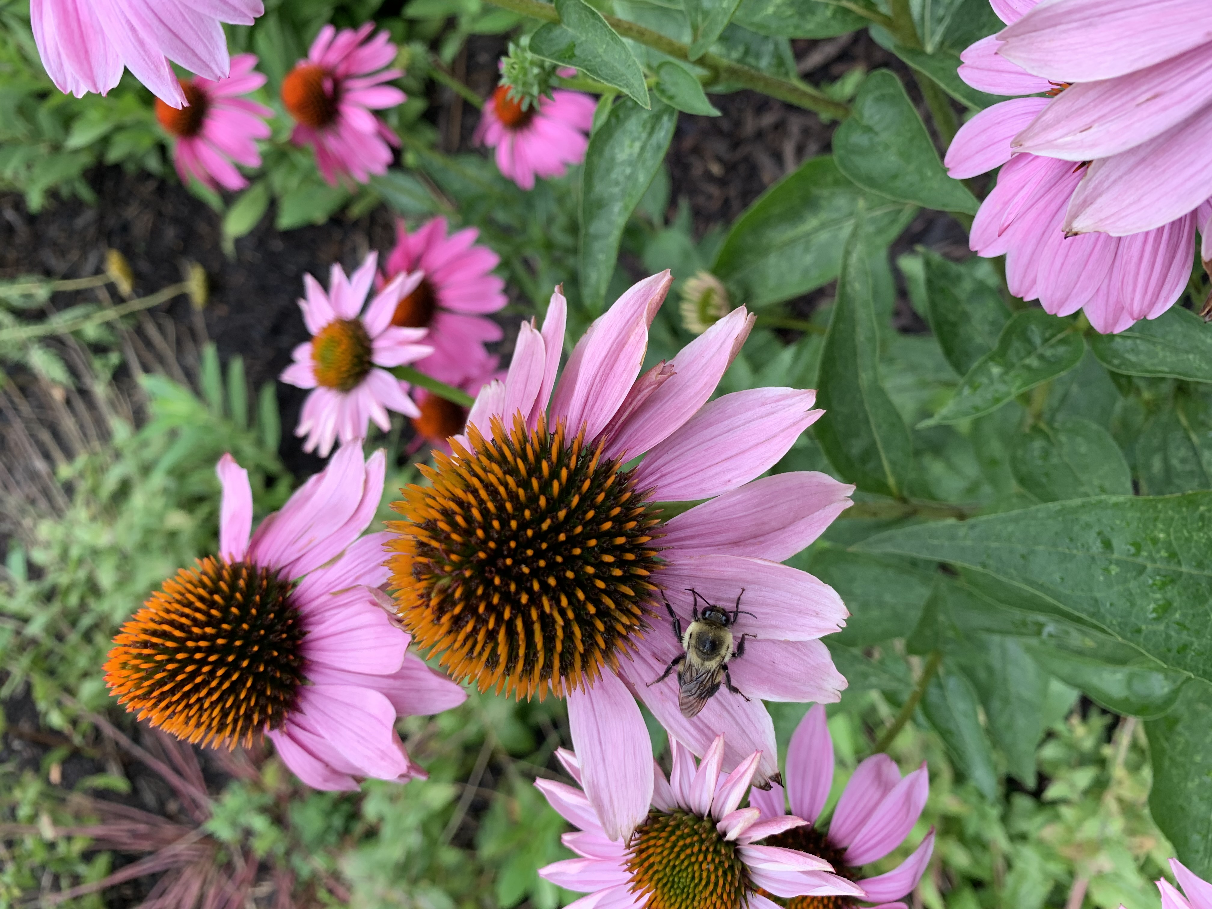 Close up of a bee on a flower with pink petals.