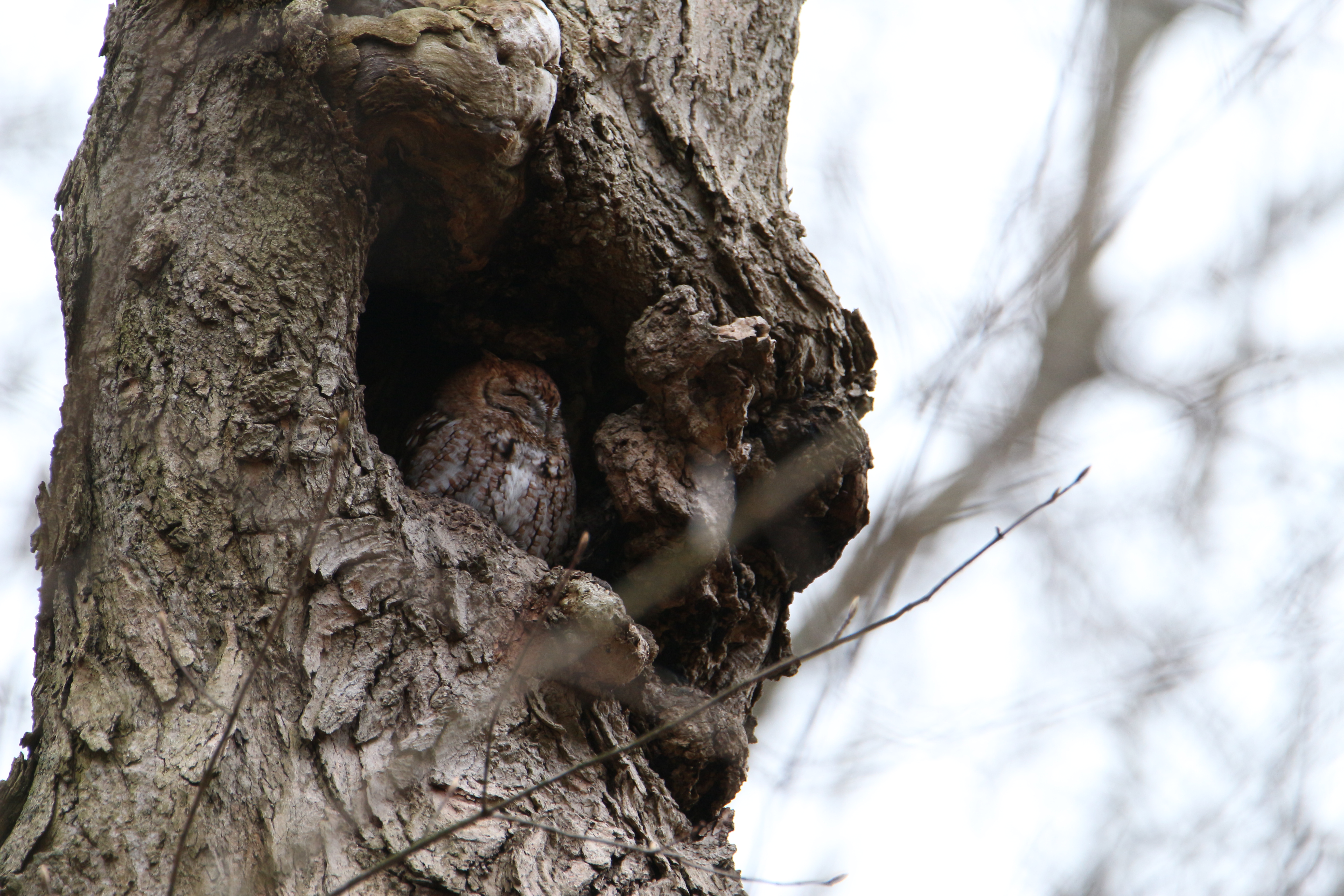 Photograph of an owl hidden in a tree