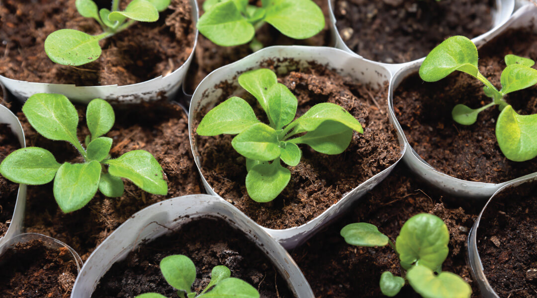 Image from above of green sprouts peeking out of the dirt