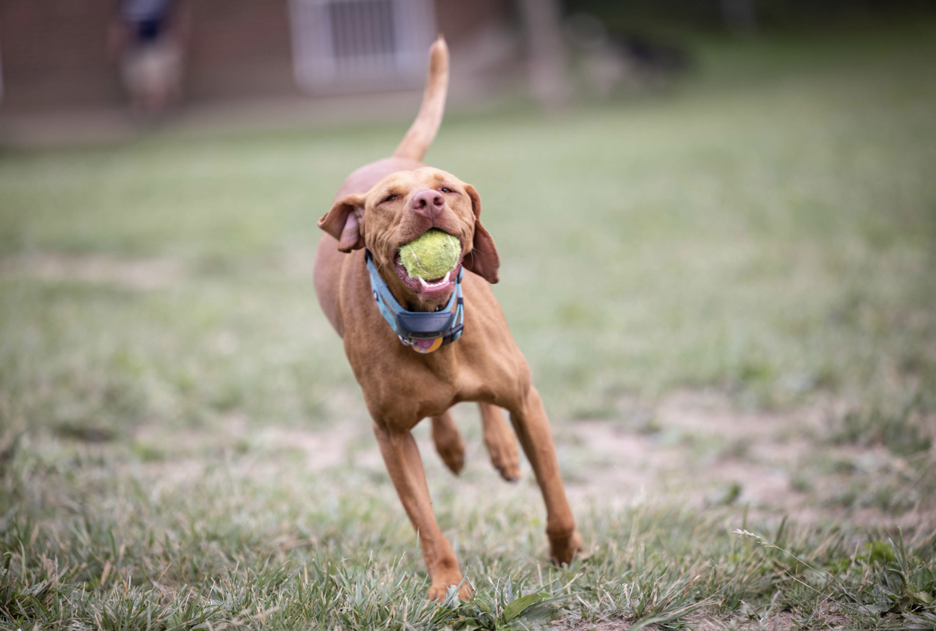 Happy dog